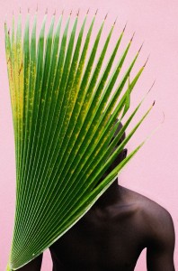 Untitled (Palm Frond), 2013